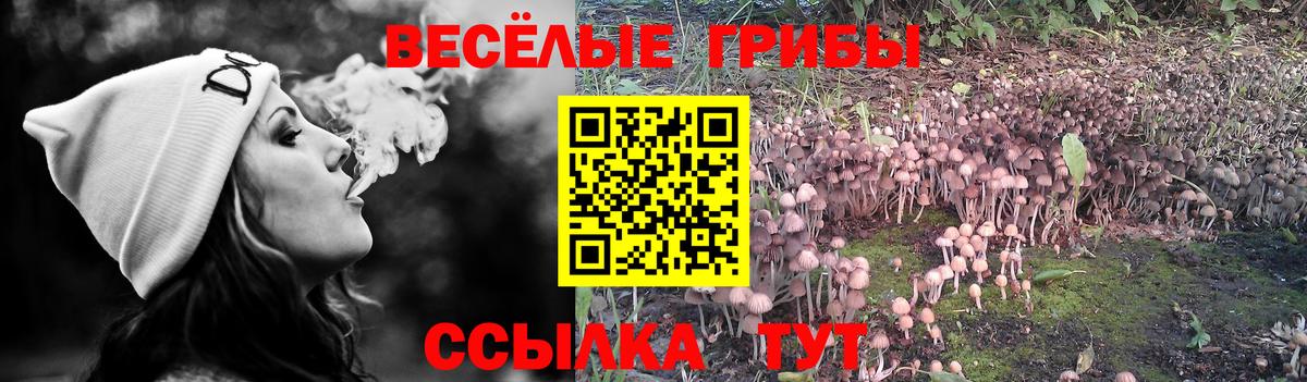 Псилоцибиновые грибы Cubensis  где продают   Нижневартовск  Галлюциногенные грибы Cubensis  Вход с VPN 